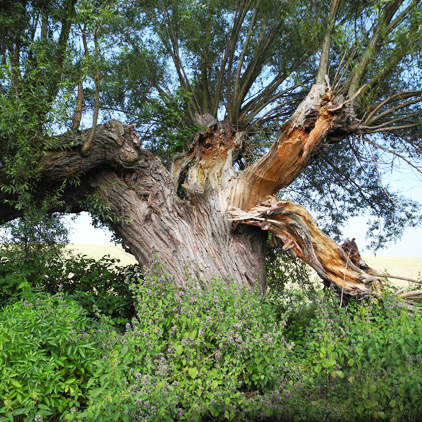 Auf dem Weg nach Luisenfelde/Angermünde