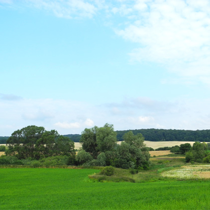 Grumsiner Forst - vor Luisenfelde