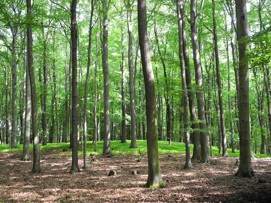 Grumsiner Forst bei Luisenfelde