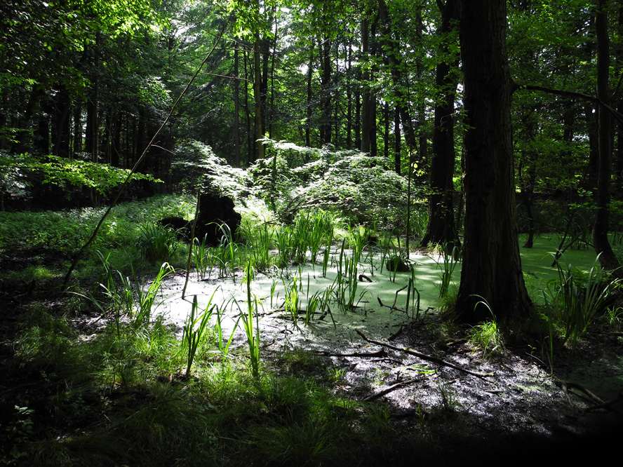 Grumsiner Forst bei Luisenfelde