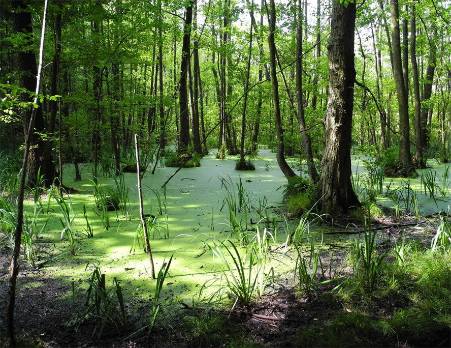 Grumsiner Forst bei Luisenfelde