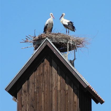 Uckermark - Störche