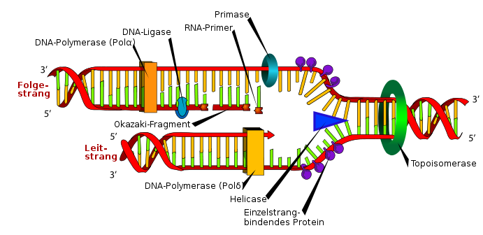 Replikation der DNA