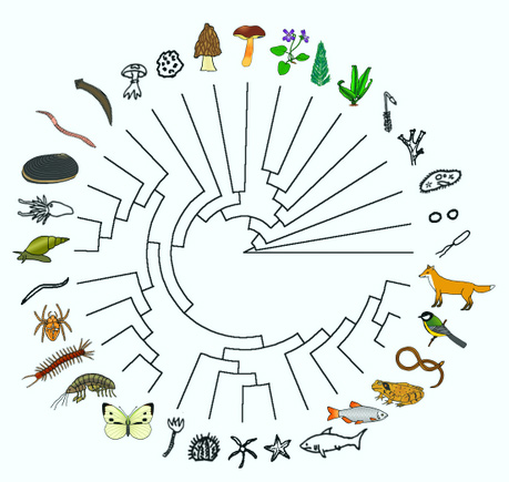 Der Stammbaum des Lebens