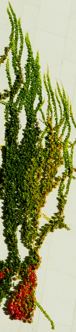 Efeu am Kanzleramt, Berlin