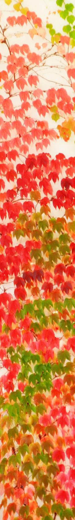 Efeu am Kanzleramt, Berlin