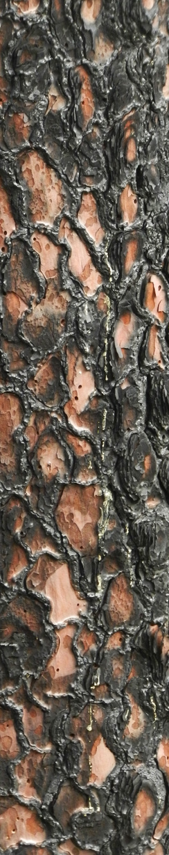 Rinde eines verbrannten Nadelbaumes