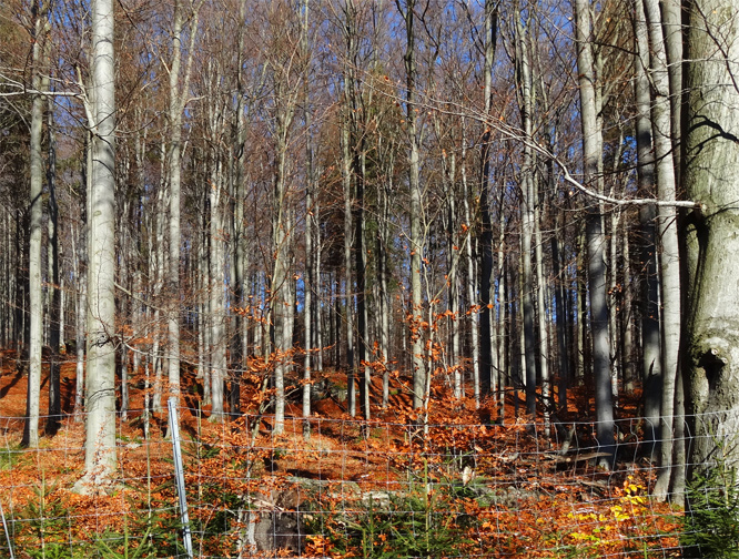 Buchenwald im Erzgebirge