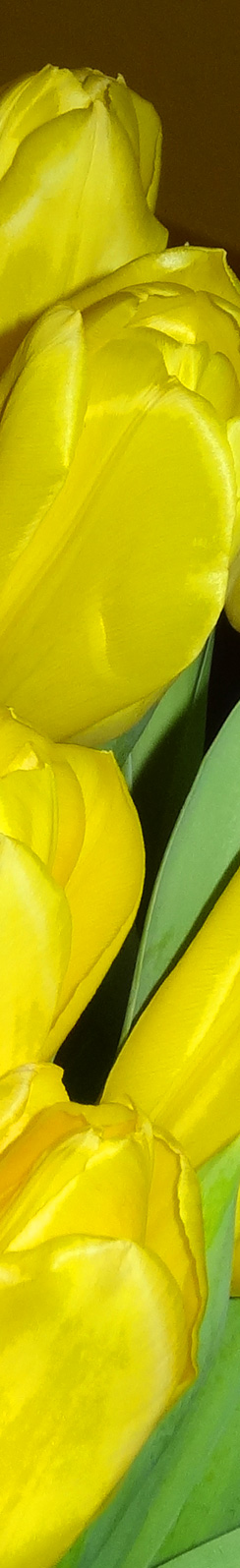Tulpen