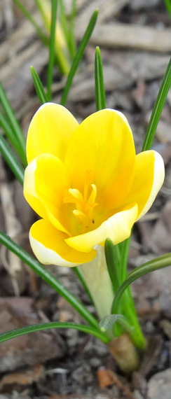 Der erste Krokus