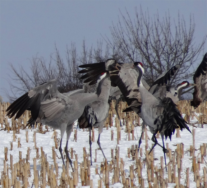 Kraniche auf der L24 bei Eschenrode