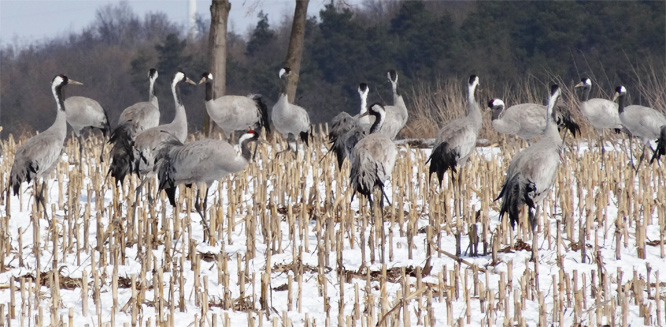 Kraniche auf der L24 bei Eschenrode