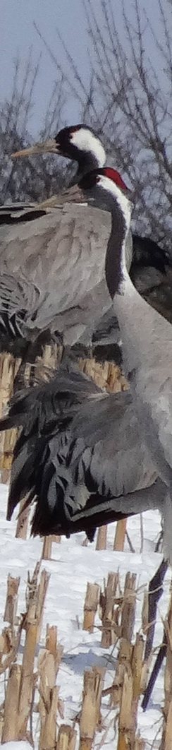 Kraniche auf der L24 bei Eschenrode