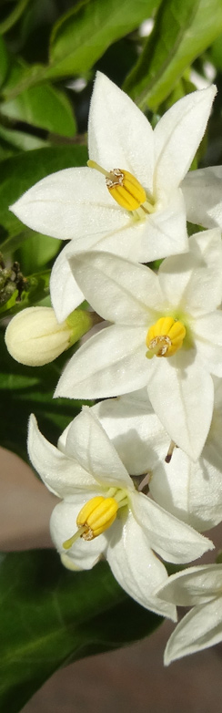 Der Jasmin blüht trotz Bodenfrost