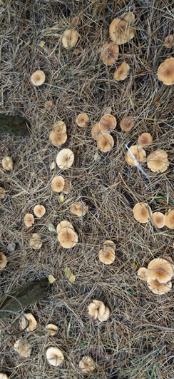 Viele Pilze, aber nicht essbar