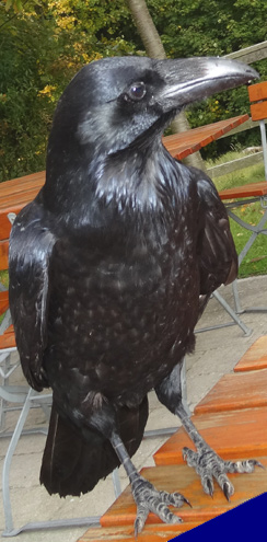 Ein frecher Rabe am Königsstuhl