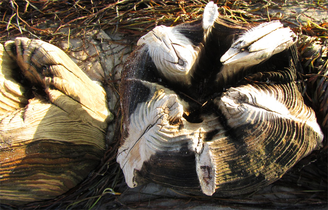 Buhnenkopf verwittert