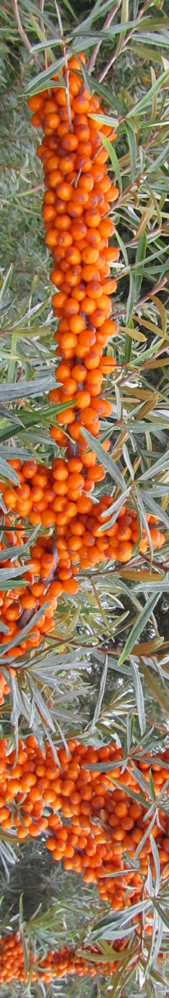 Sanddorn auf Hiddensee