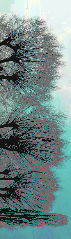 Bäume in Moritzburg