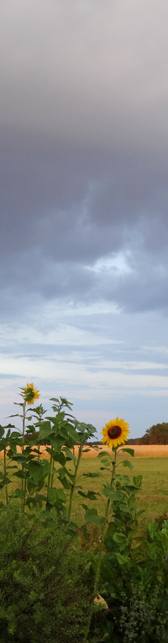 Gewitterregen bei Sonnenuntergang in Gommern