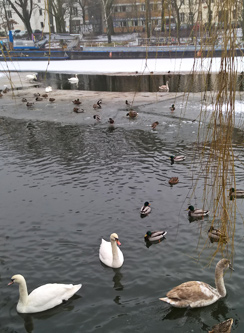 Eis auf dem Landwehrkanal