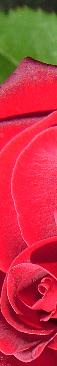 F610, Macro, Sonne, Auflösung 6,3 MPixel