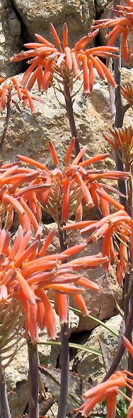 Blüten auf dem El Toro, Menorca