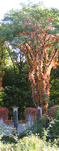 Herbst im Rosengarten/Tiergarten
