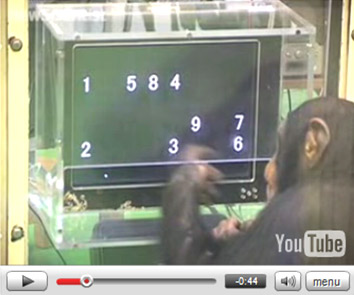 Schimpanse bei der 'Arbeit'