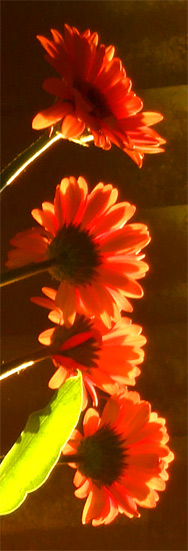 Gerbera im Gegenlicht