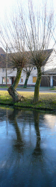Weiden am zugefrorenen Dorfteich