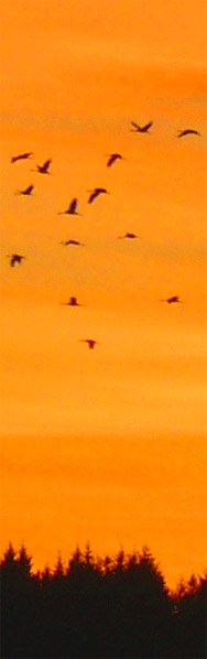 Kraniche in Langenhagen