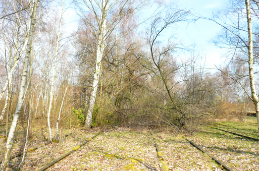 Natur-Park Schöneberger Südgelände, Berlin