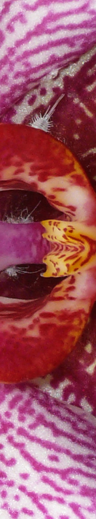 Orchidee aus dem Balinesischen Garten