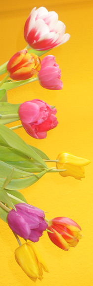 Tulpen 