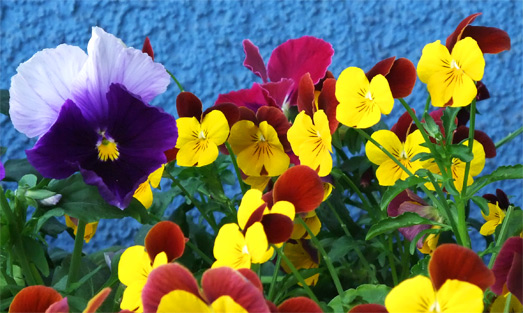 Stiefmütterchen auf dem Balkon