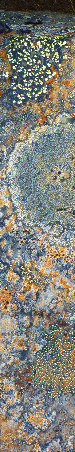 Flechten am Dettifoss