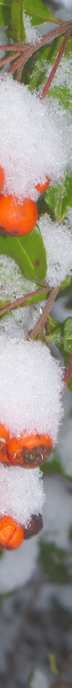 Schnee am 30.12.2009