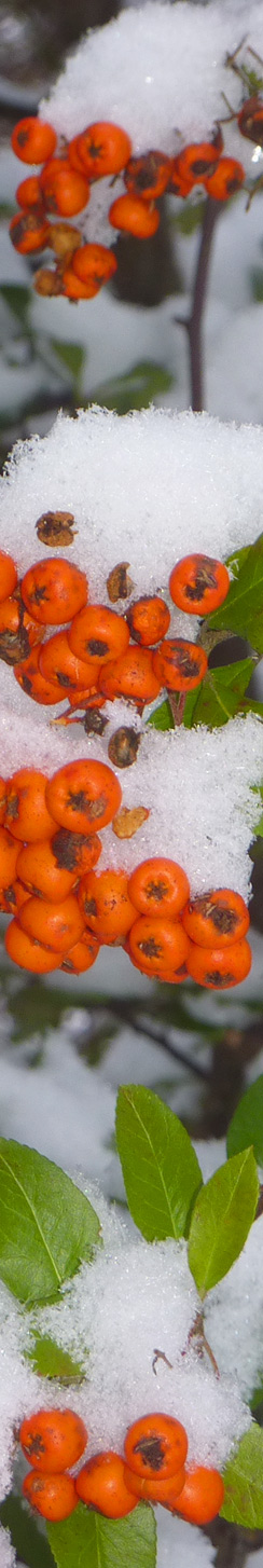 Schnee am 30.12.2009