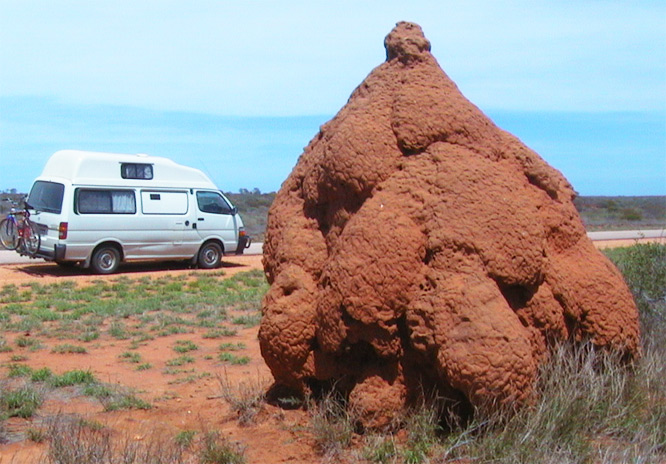 Termitenbauten in West Australia