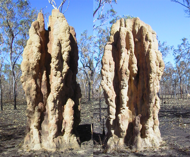 Cathedral Termites