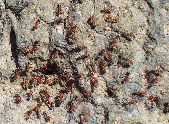 Magnetic Termites, Lichtchfield National Park (NT)