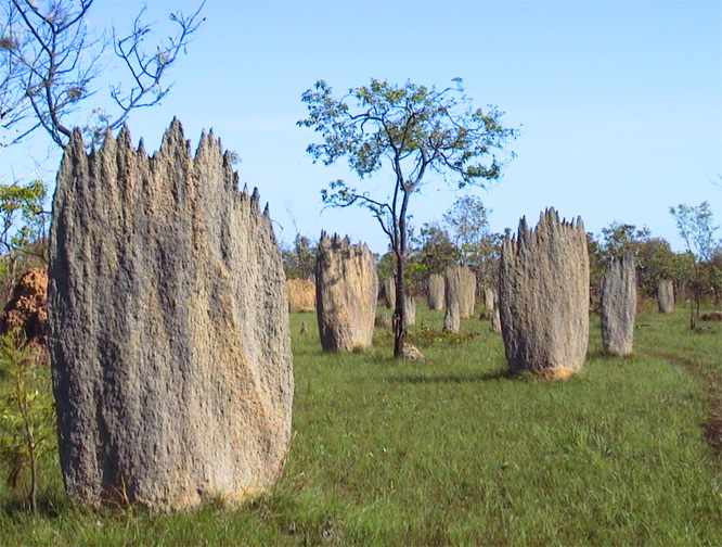 Magnetic Termites, Lichtchfield National Park (NT)