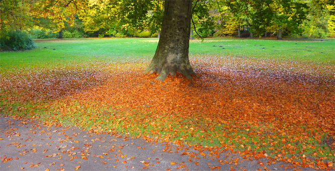 Herbst im Tiergarten