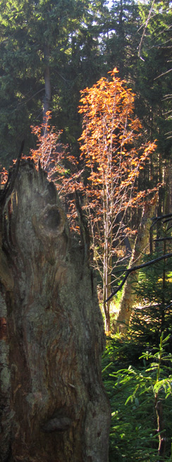 Brocken Oktober 2010